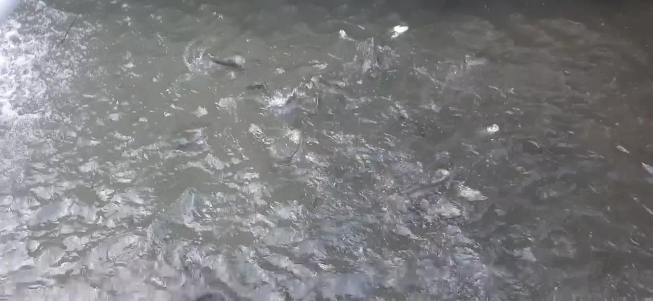 ماهی قزل الا|ماهی|مینودشت, |دیوار