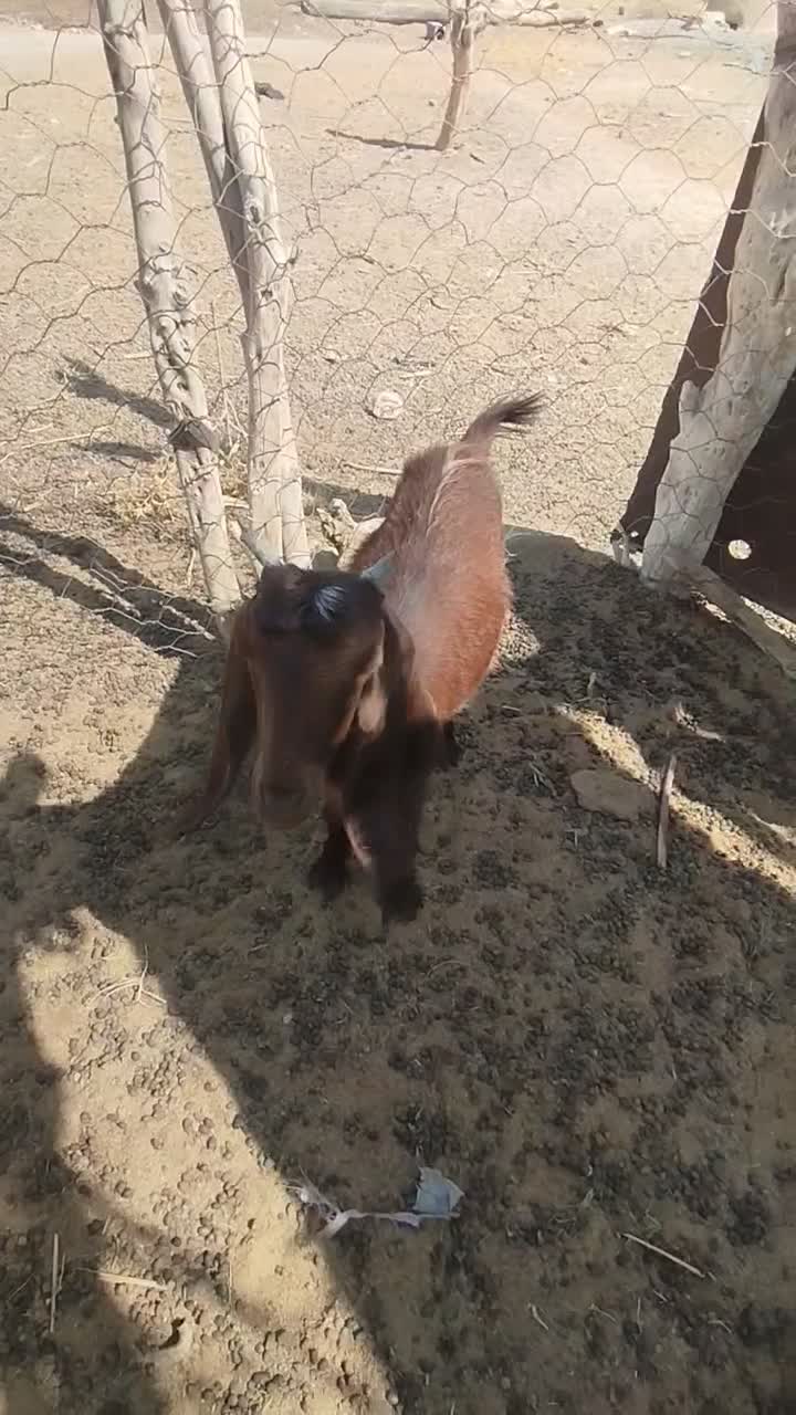 گتاج|حیوانات مزرعه|ایرانشهر, |دیوار