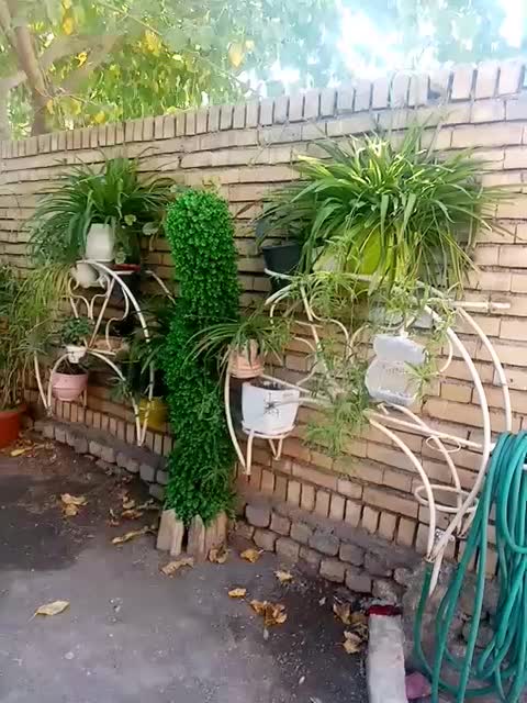 گل و گیاه آپارتمانی و ویلایی|گل و گیاه طبیعی|مشهد, سجاد شهر|دیوار