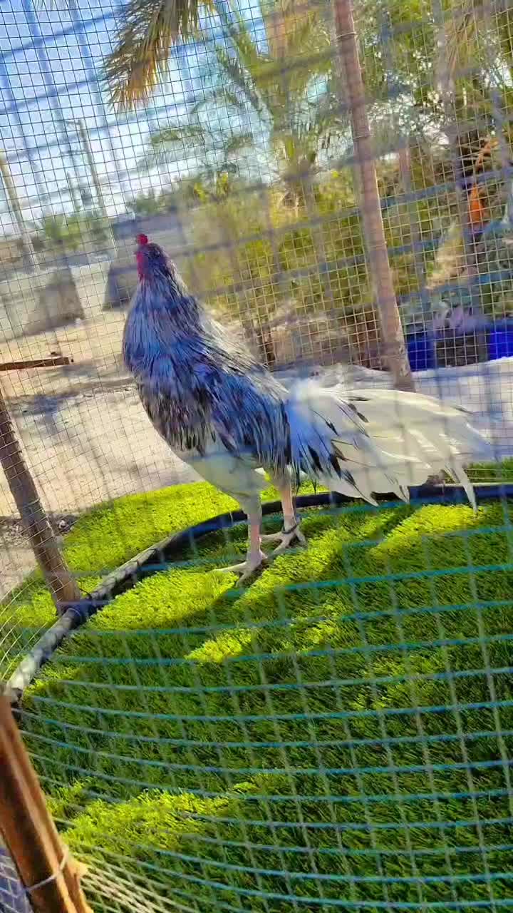 خروس میانوالی جوان سرحال زمانتی|حیوانات مزرعه|مهرستان, |دیوار