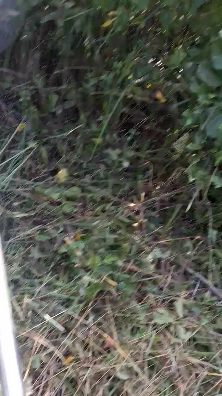 باسلام علف تراشی وچوب بری پذیرفته می شود|خدمات باغبانی و درختکاری|کتالم و سادات شهر, |دیوار