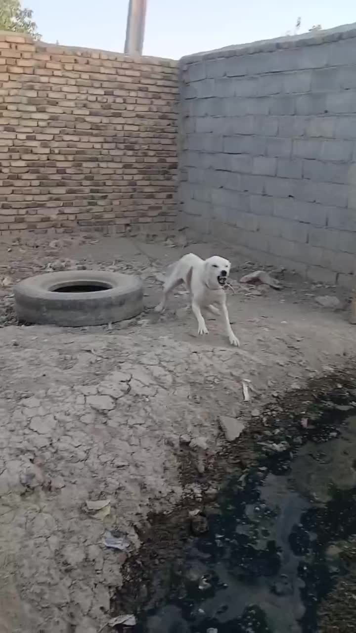 سگ سگ|سگ|ملایر, |دیوار