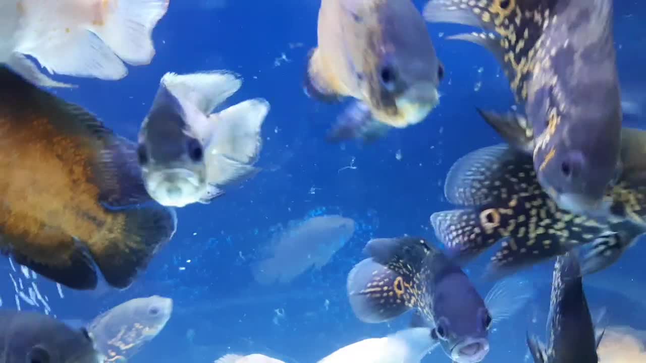 ماهی اسکار|ماهی|بندرعباس, |دیوار