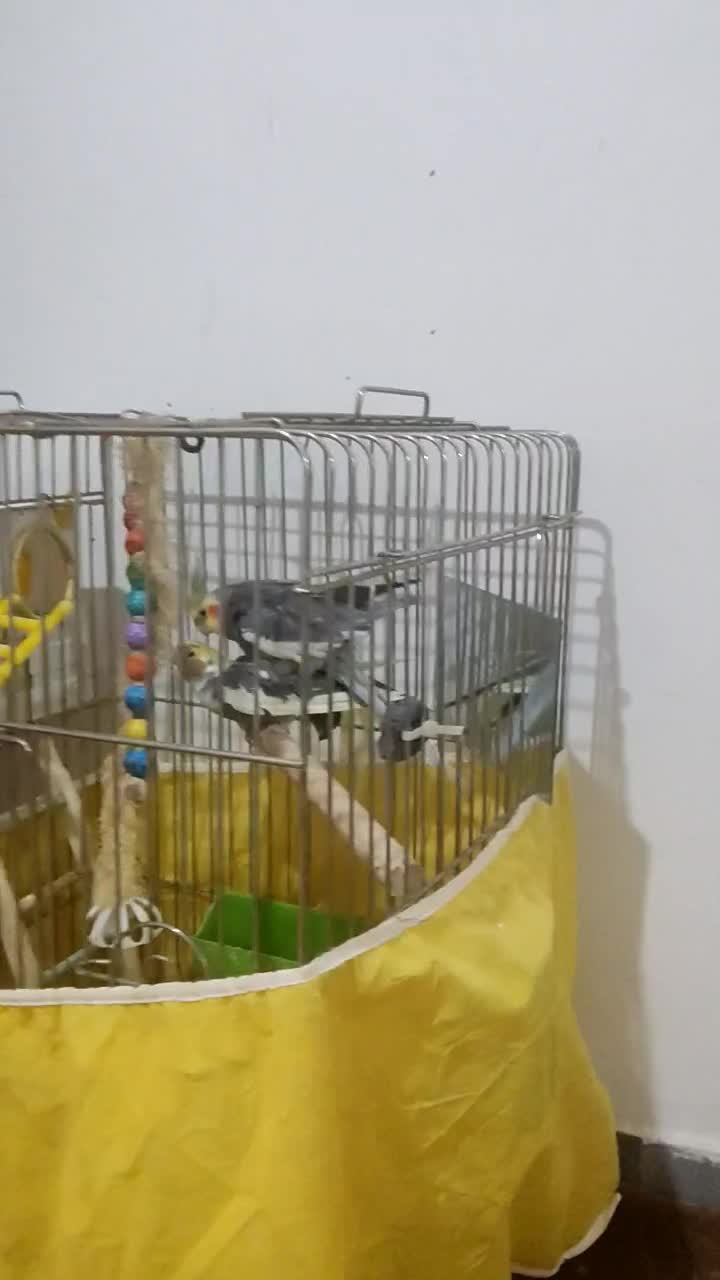 عروس هلندی جفت ماده روی تخم نشسته|پرنده|قزوین, |دیوار