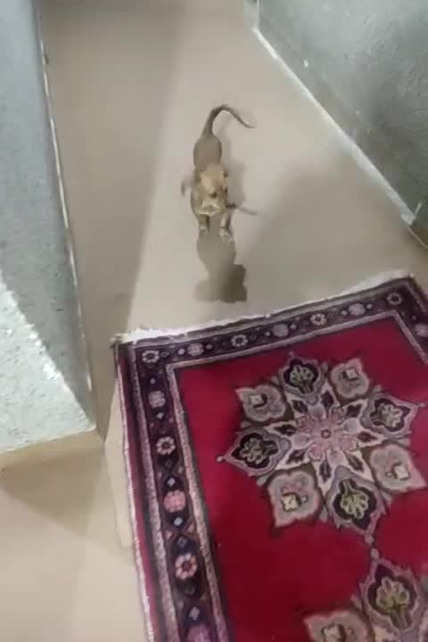 سگ پامر  بازی گوش زرنگ و باهوش|سگ|شیراز, تاچارا|دیوار