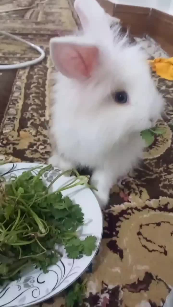 واگذاری خرگوش ریگان|موش و خرگوش|تبریز, |دیوار