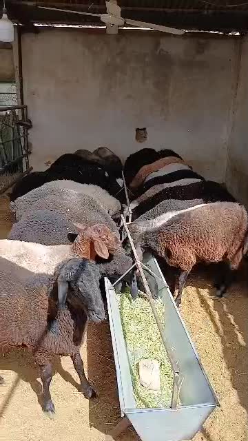 بره|حیوانات مزرعه|تهران, افسریه شمالی|دیوار