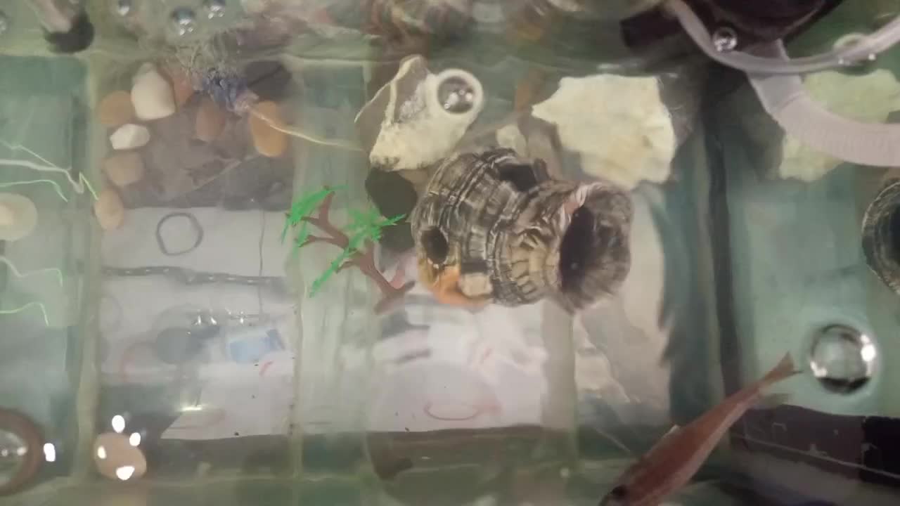 آکواریوم|ماهی|سنندج, |دیوار