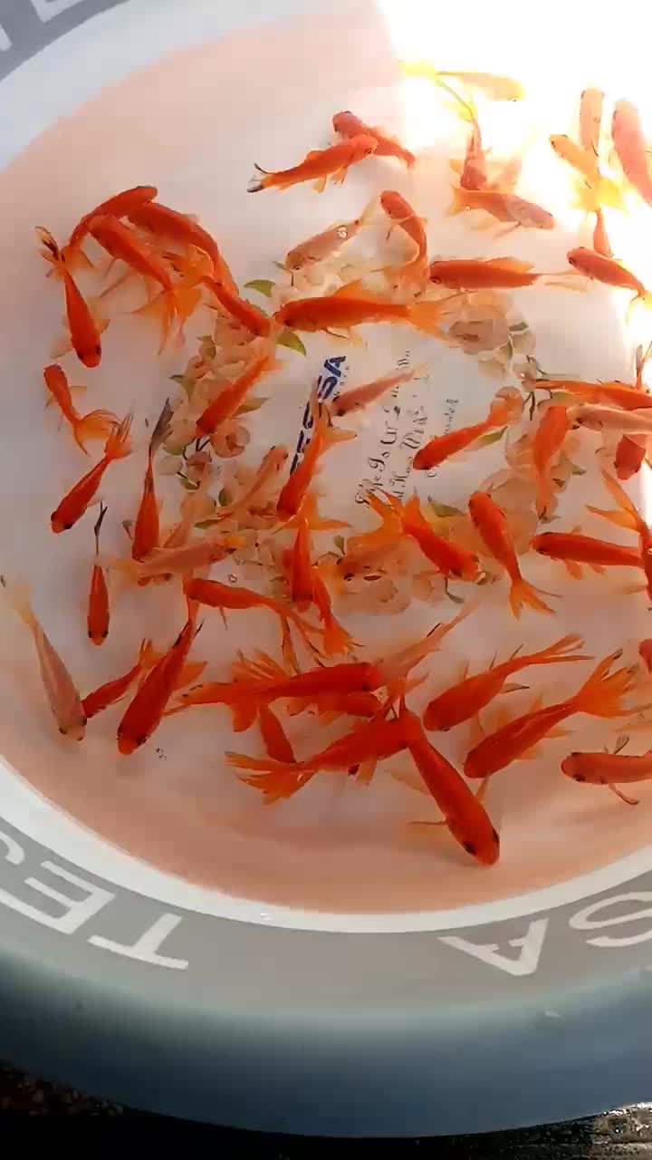 ماهی قرمز|ماهی|بابل, |دیوار