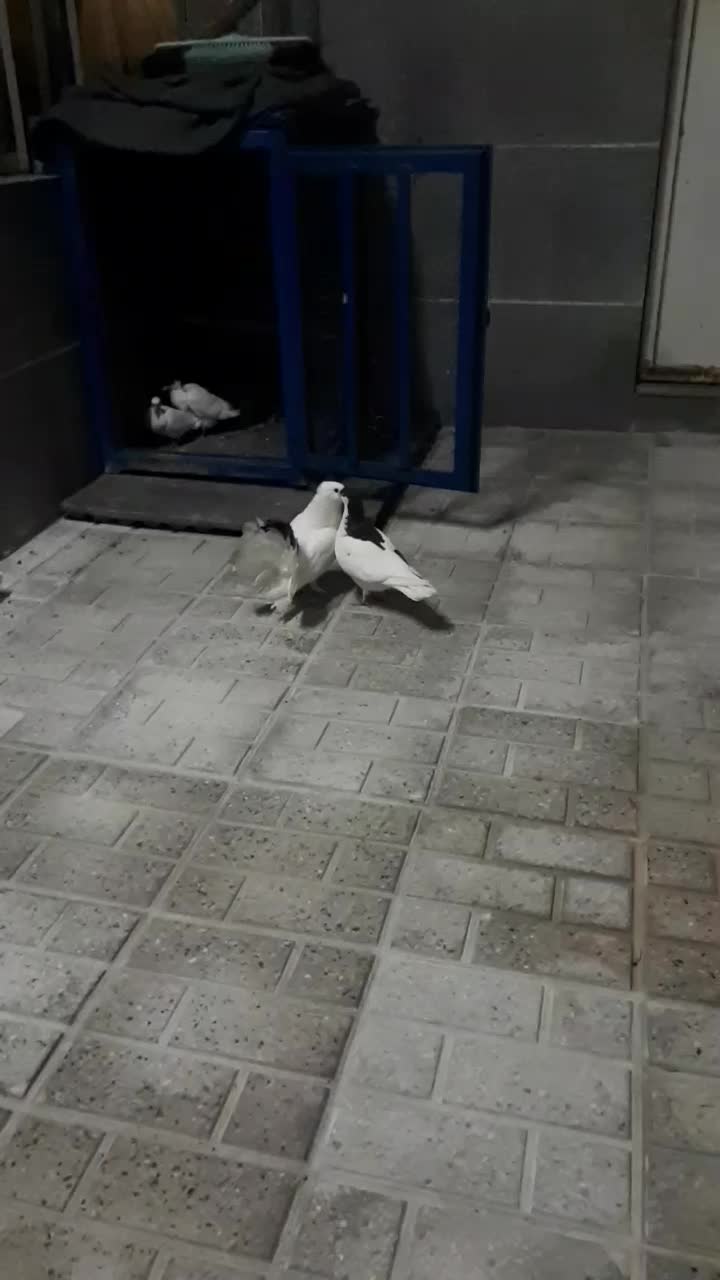 کفتر|پرنده|مشهد, شهرک بهارستان|دیوار