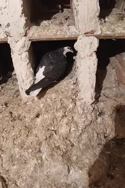 فروش کبوتر|پرنده|خسروشاه, |دیوار