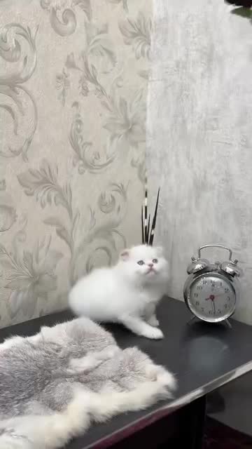 گربه اسکاتیش|گربه|زنجان, |دیوار