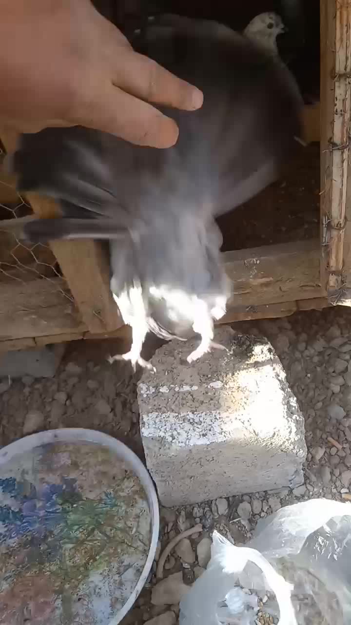 کبوتر پر سگ ذات|پرنده|سامان, |دیوار