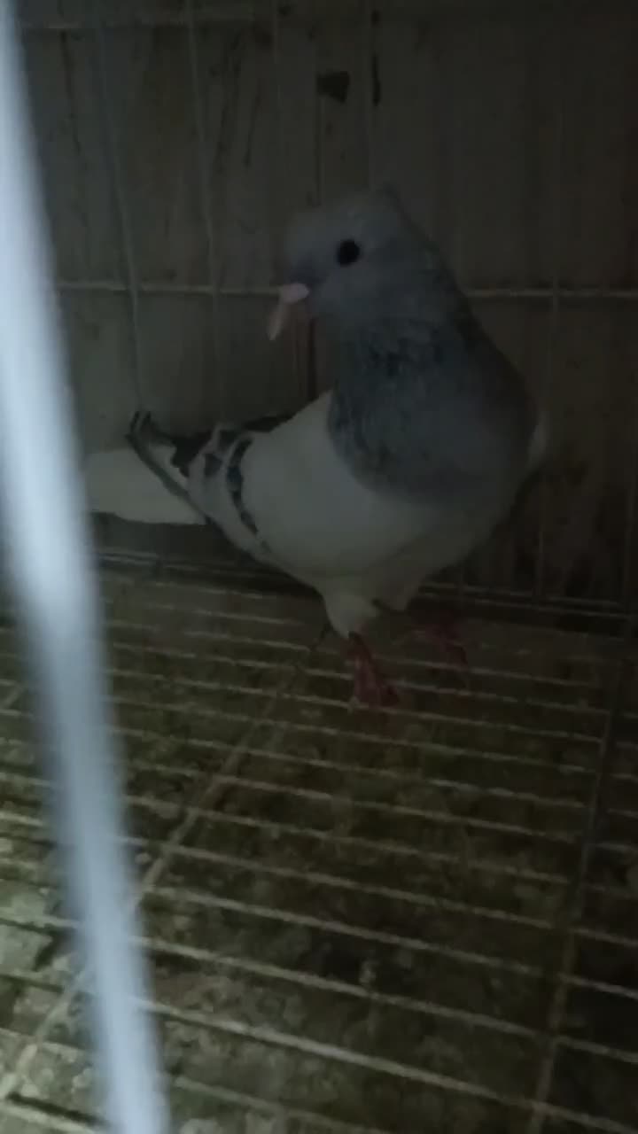 دم سفید|پرنده|اصفهان, پروین|دیوار