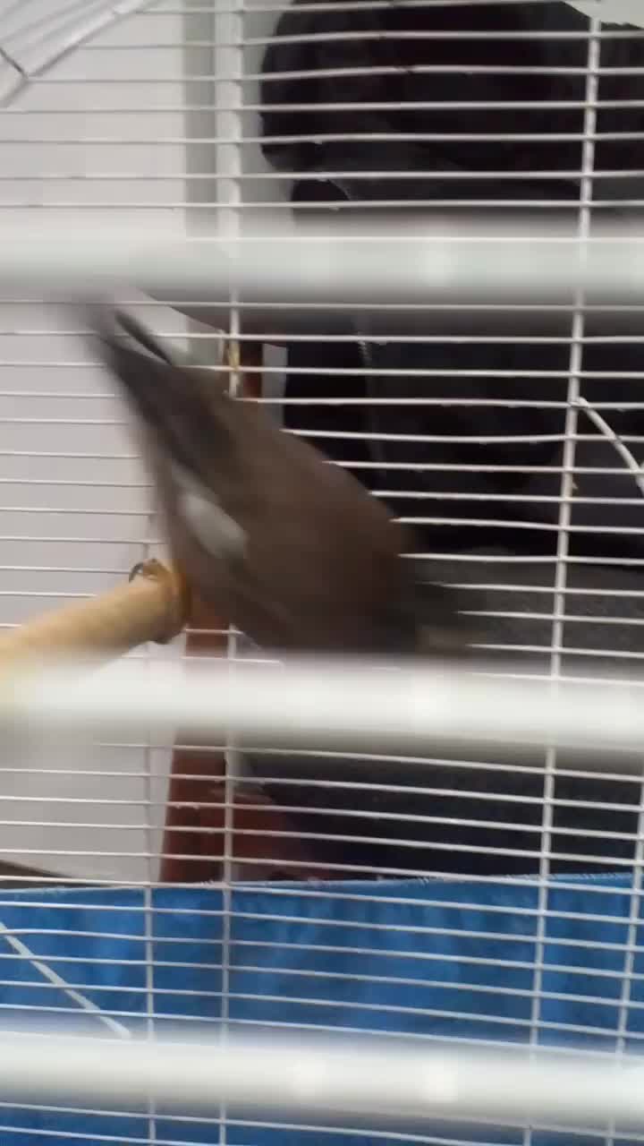 فروش مینا|پرنده|تهران, هاشمی|دیوار