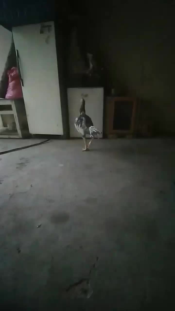 خروس لاری تاج میل|حیوانات مزرعه|محمدیه-قزوین, |دیوار