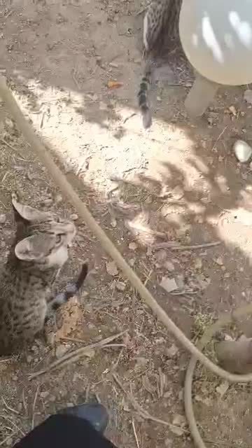 ۶ عدد گربه واگذاری|گربه|اندیشه, اندیشه فاز ۱|دیوار