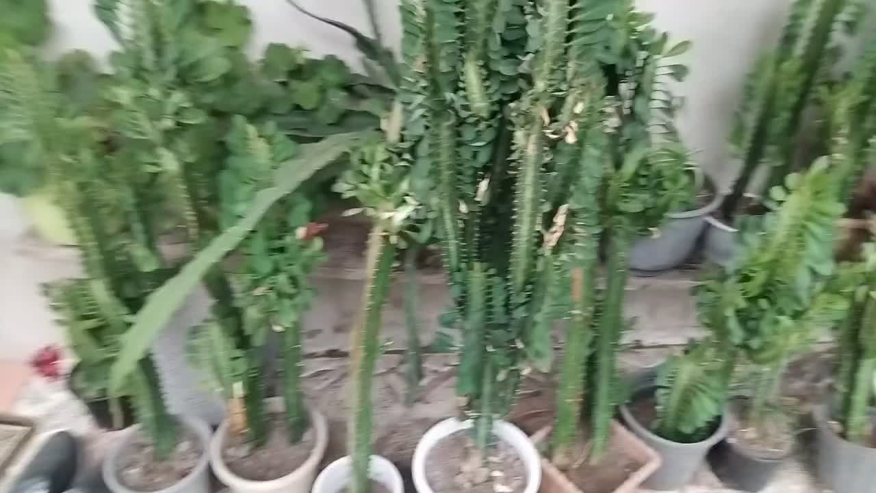 گل افوربیای سبز|گل و گیاه طبیعی|تالش, طولارود|دیوار