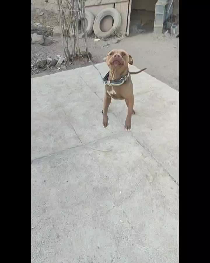 سگ پیتبول نر و ماده|سگ|مبارکه, |دیوار