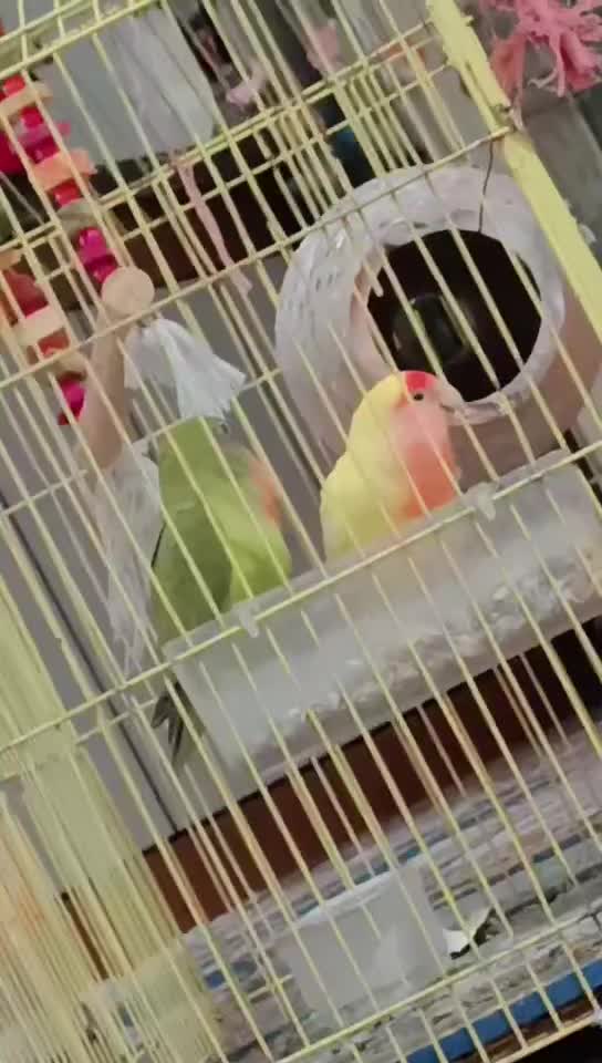 طوطی برزیلی فیشر|پرنده|کلاله, |دیوار