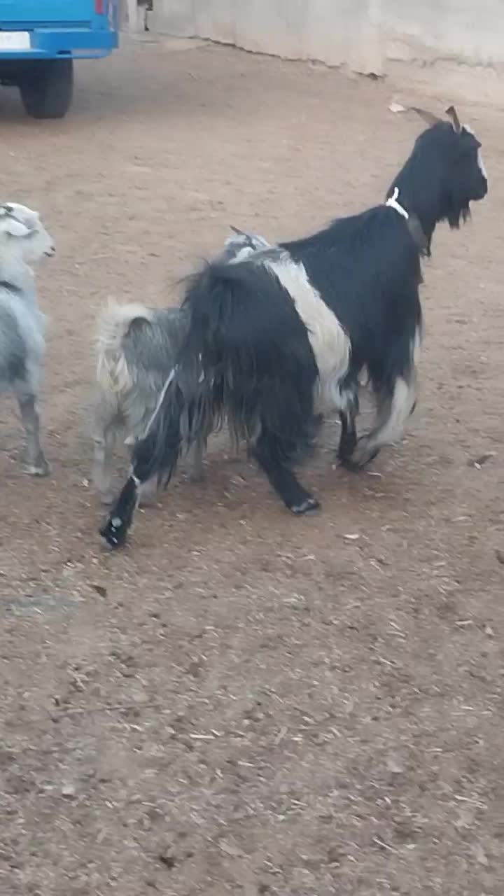 بزدوقولو زا|حیوانات مزرعه|ساوه, |دیوار