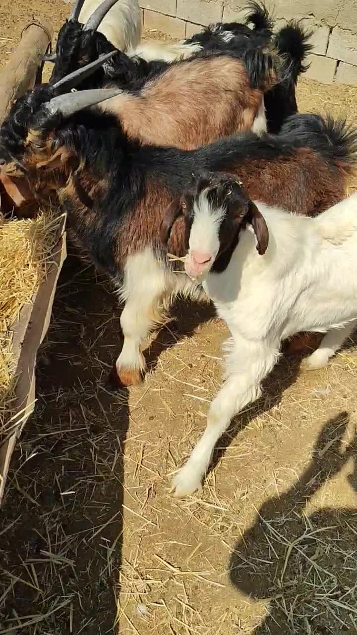 معاوضه|حیوانات مزرعه|شیراز, علی آباد|دیوار