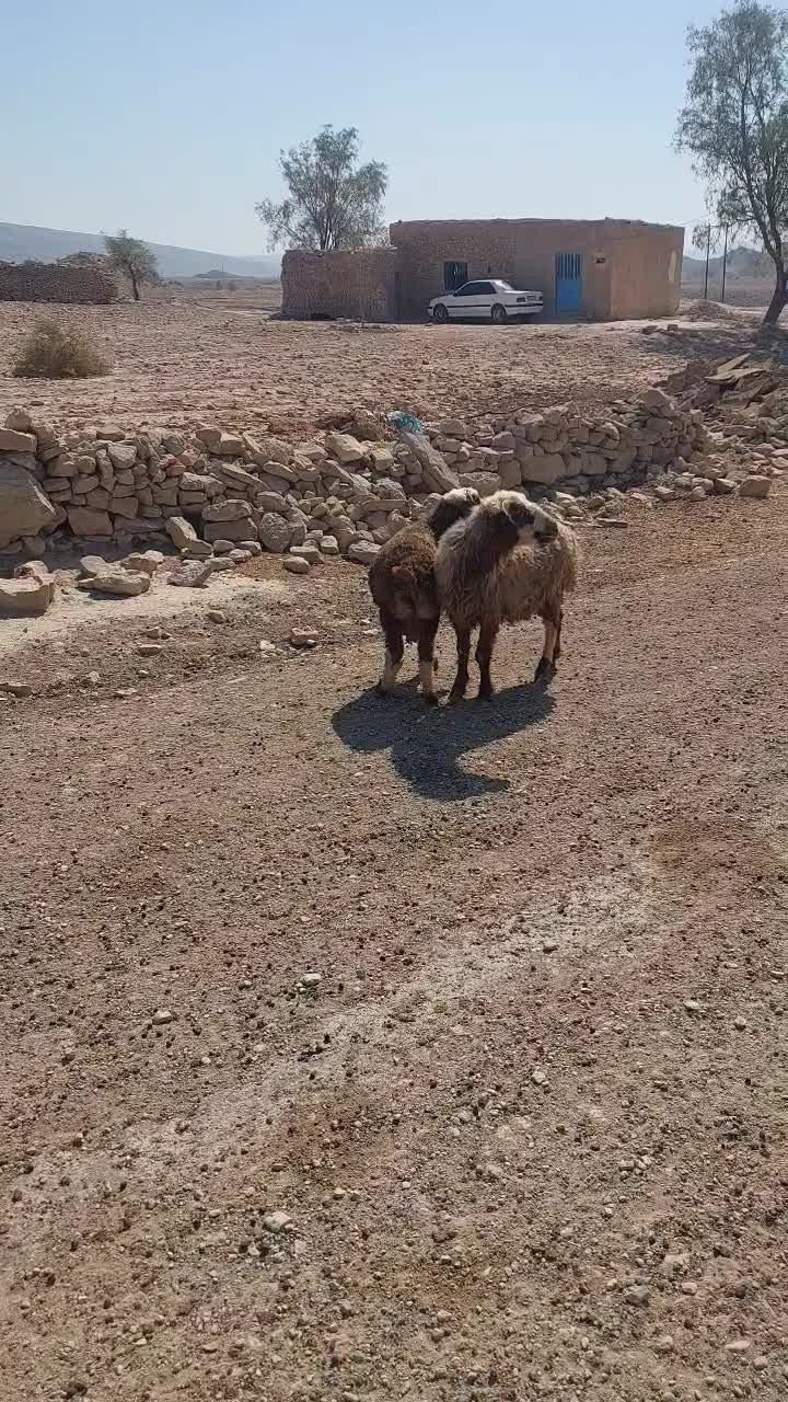 میش بره دار سرحال سالم سالم|حیوانات مزرعه|ارم, |دیوار