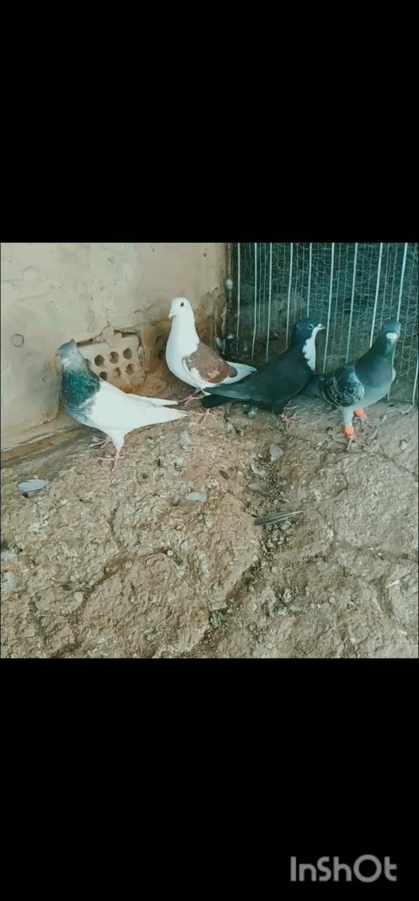 ۴ نر خب|پرنده|خوسف, |دیوار