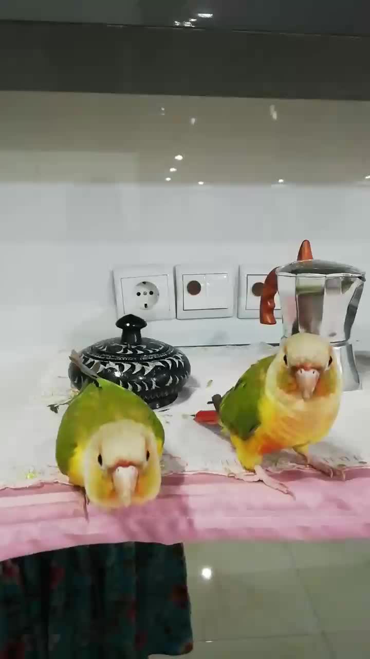 گرینچک|پرنده|تهران, عباس‌آباد|دیوار