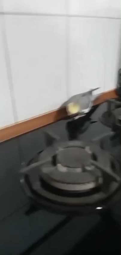 پرنده|پرنده|اسلام‌شهر, شهرک سعیدیه|دیوار