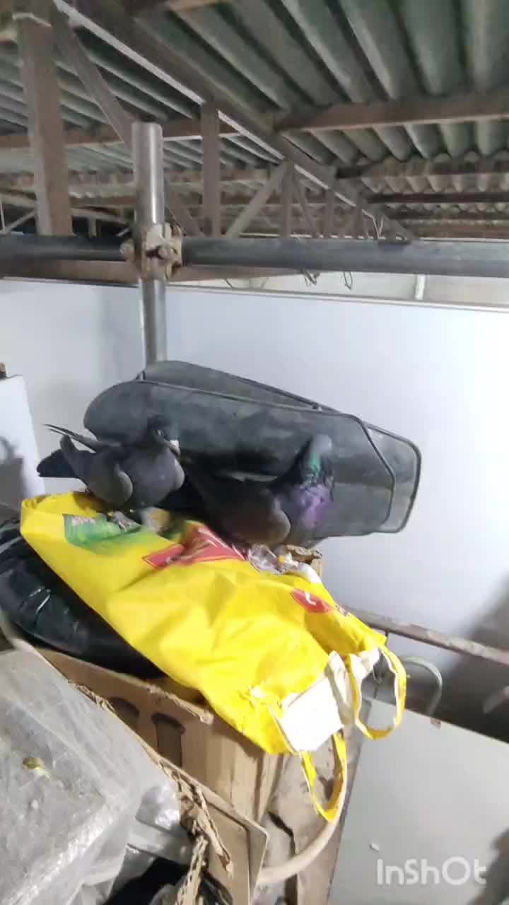 کبوتر اصفهانی سیاه و کوی کله ماستی|پرنده|نجفآباد, گلدشت|دیوار