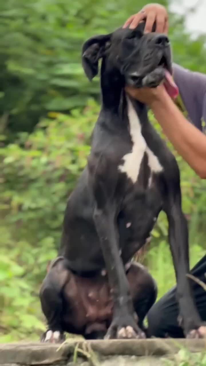 گریت دین ماده|سگ|رشت, نیروی دریایی|دیوار