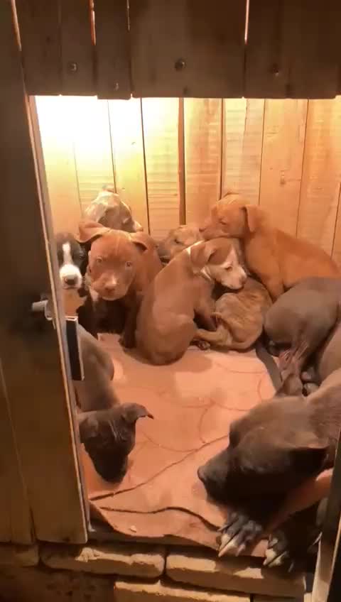 واگزاری توله پیت بول|سگ|اصفهان, همت‌آباد|دیوار