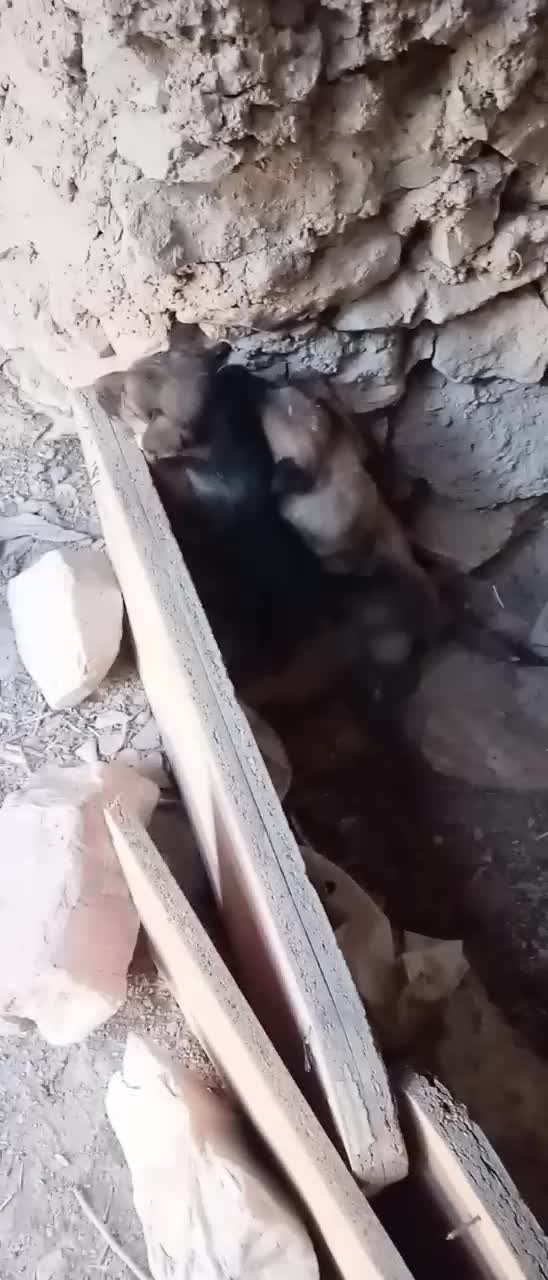 دو عدد توله سک|سگ|درمیان, |دیوار