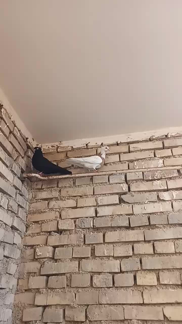 اهواز کوت|پرنده|کارون, |دیوار