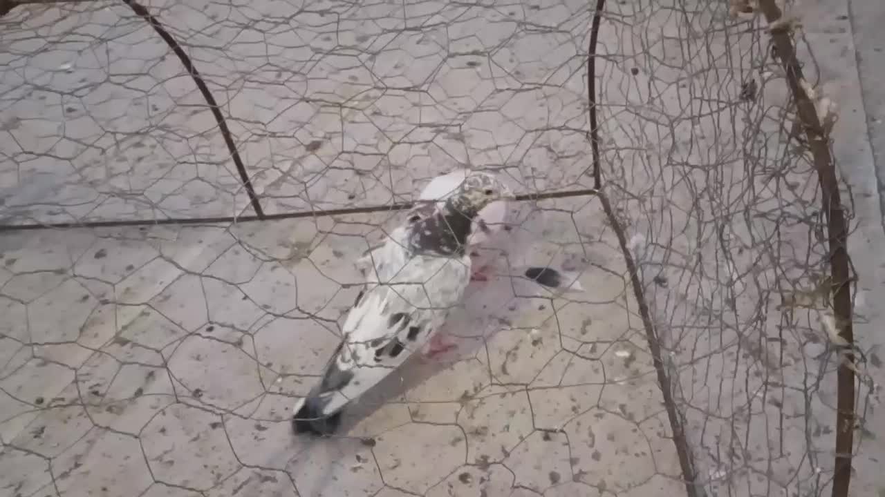 کفتر|پرنده|قوچان, |دیوار