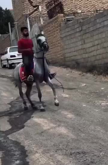 سیلمی بن ساروخ|اسب و تجهیزات اسب‌سواری|اهر, |دیوار