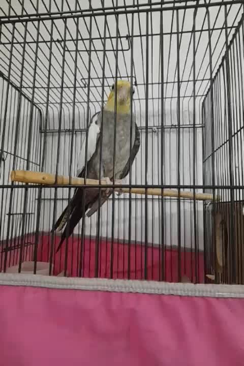 عروس هلندی|پرنده|حمیدیا, |دیوار