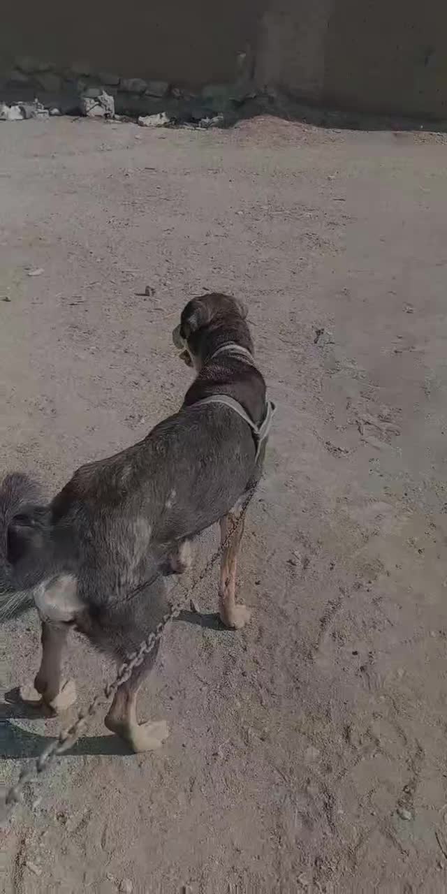 سگ ،|سگ|چناران, |دیوار