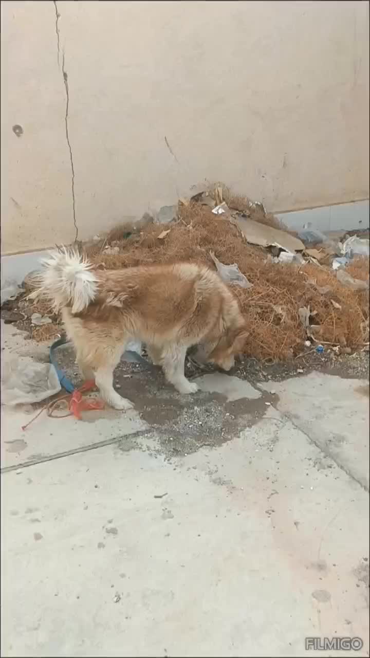 سگ  .|سگ|سیرجان, |دیوار
