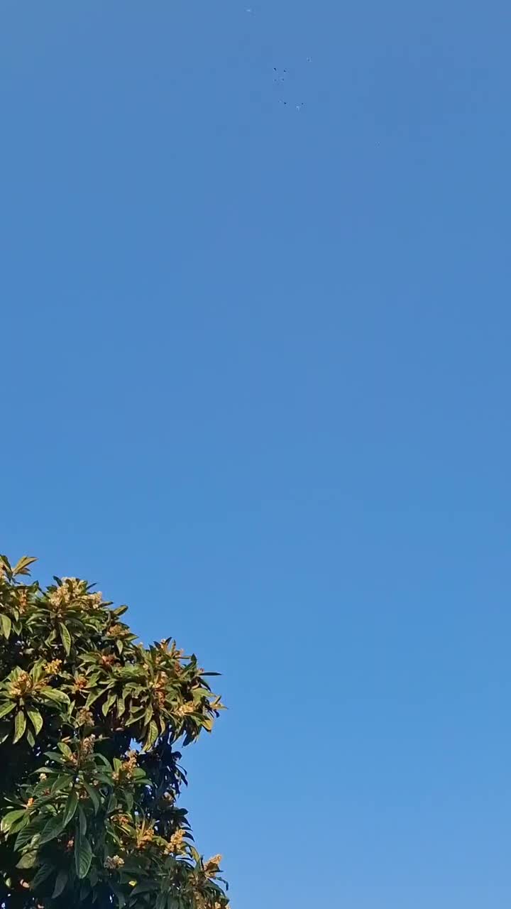 ۱۵ عدد کبوتر یکجا دونه ای ۳۵۰|پرنده|تهران, امیریه|دیوار