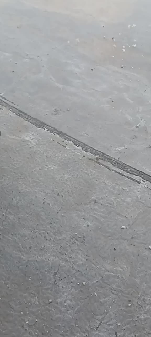 کبوتر دوبال پشتدار|پرنده|مینودشت, |دیوار