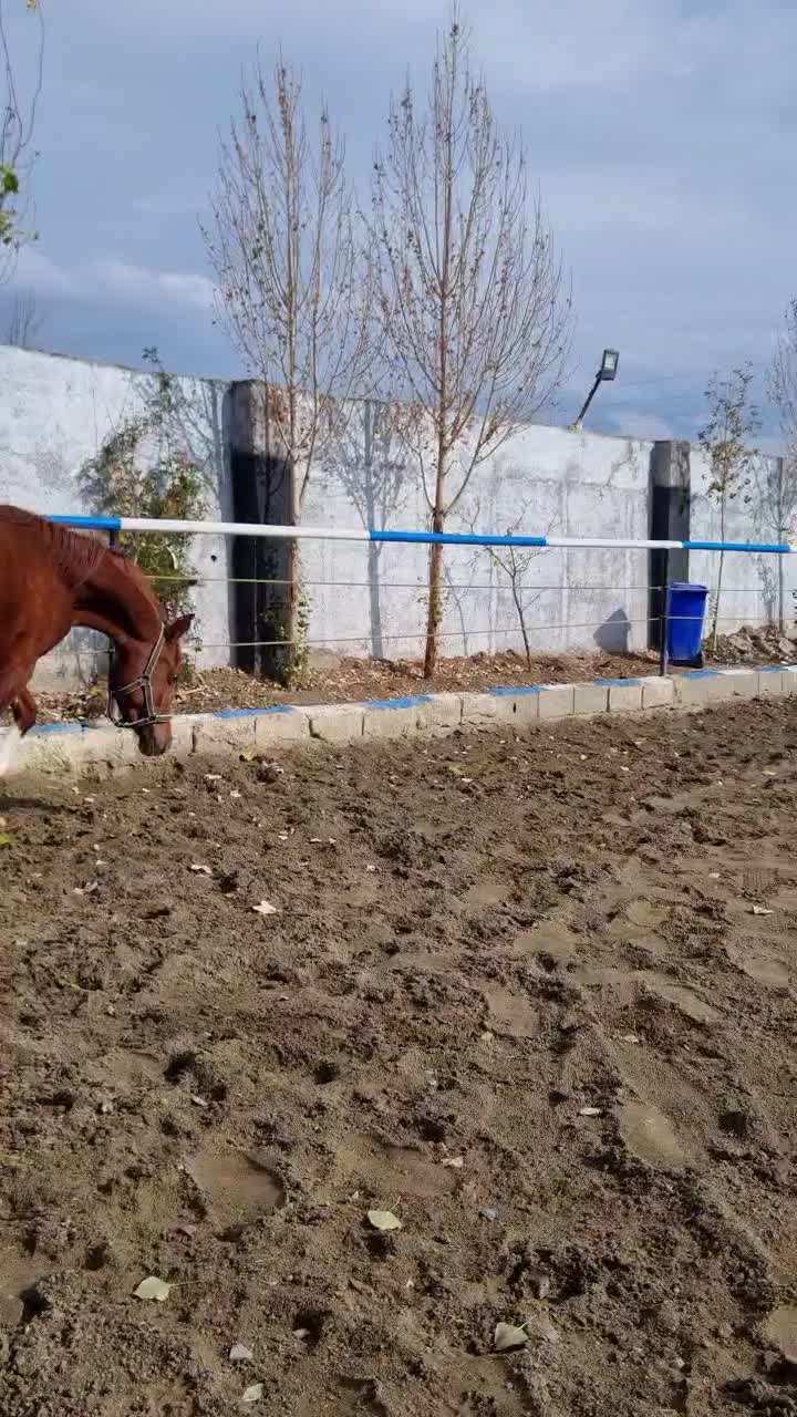 کره نریان عرب مصری ۲سر|اسب و تجهیزات اسب‌سواری|کرج, شهرک جهان آرا|دیوار