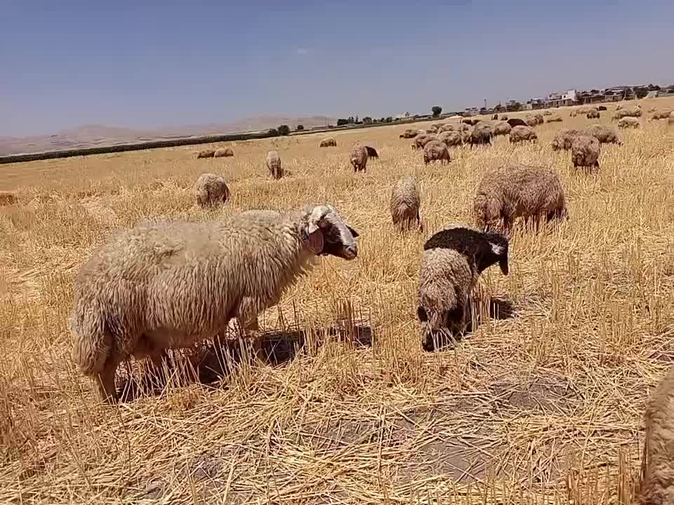 قوچ|حیوانات مزرعه|کوزران, |دیوار