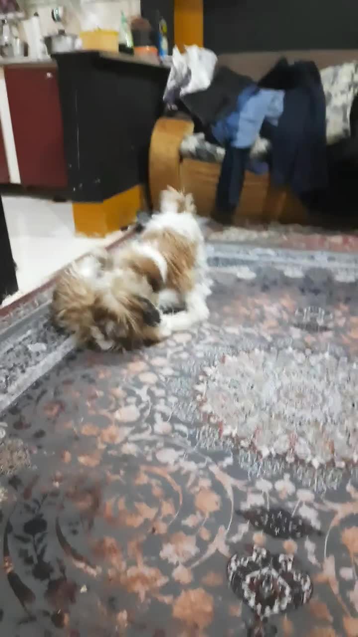 یک جفت سگ دو قلو نر و ماده 7 ماهه شیتزو|سگ|دوگنبدان, |دیوار