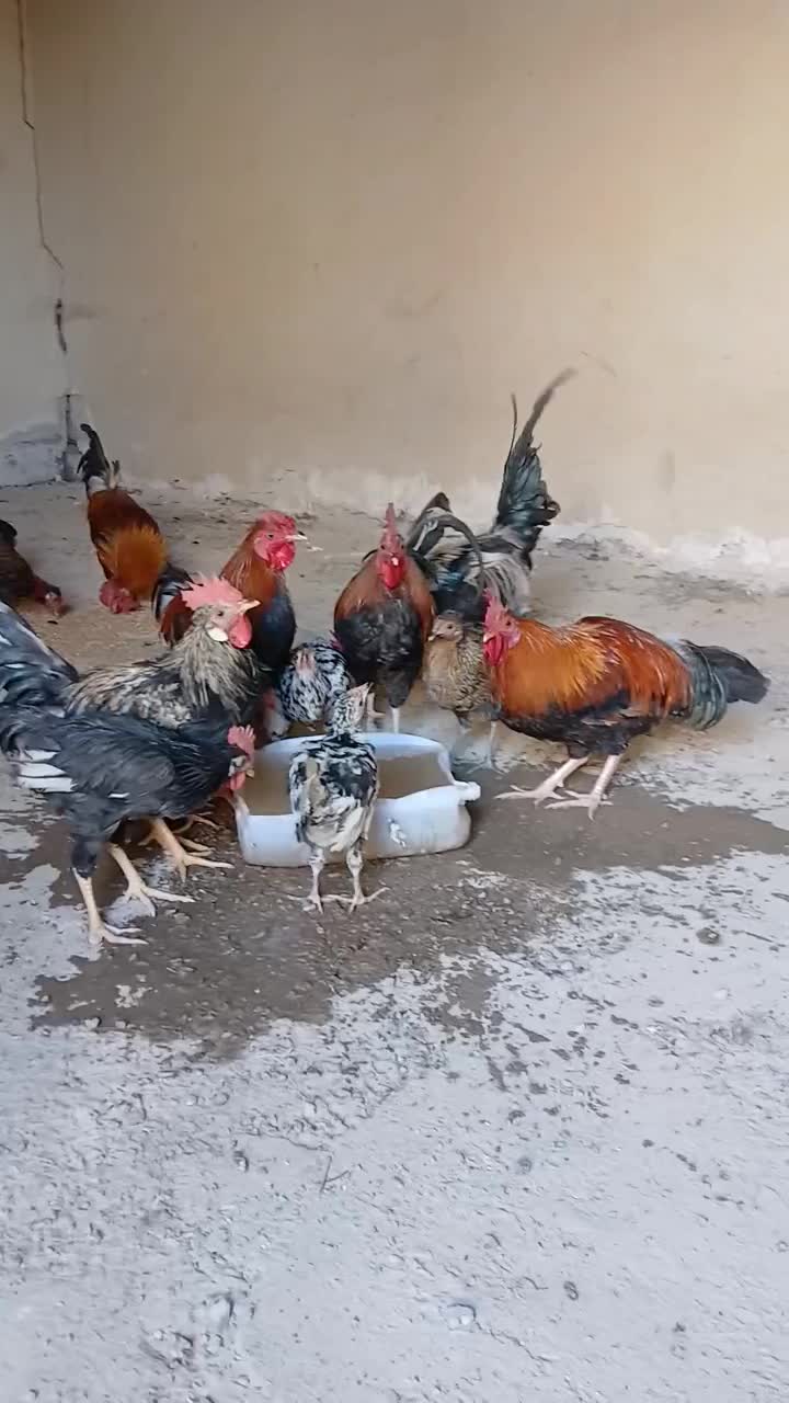 خروس عربی|حیوانات مزرعه|باوی, |دیوار