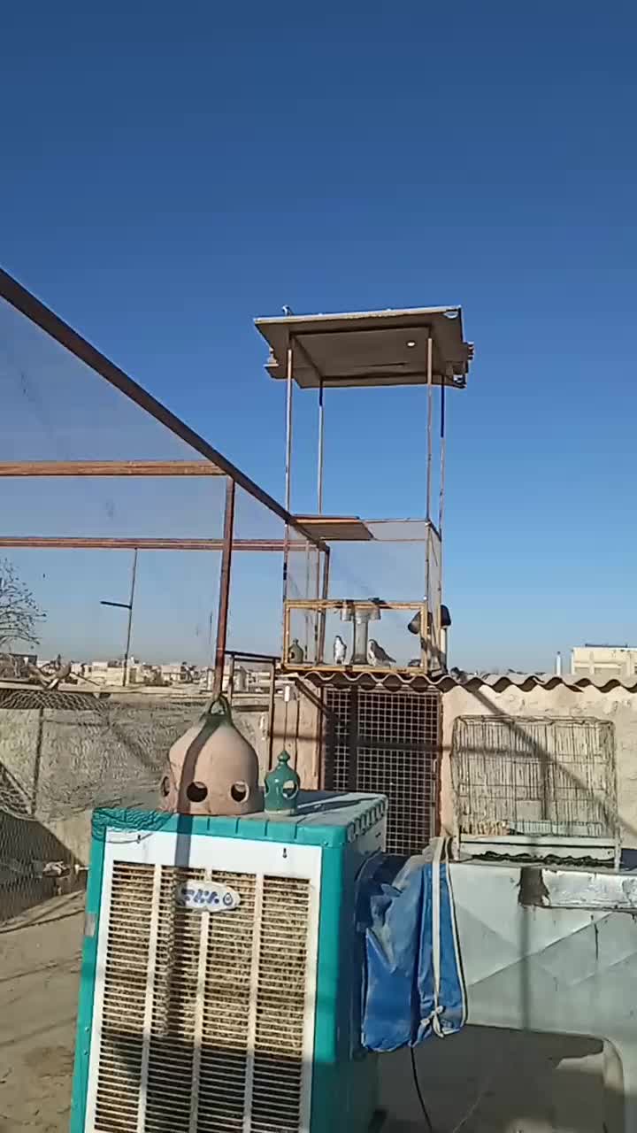 کبوتردمگیر دوبحر دوبهر|پرنده|اصفهان, رسالت|دیوار