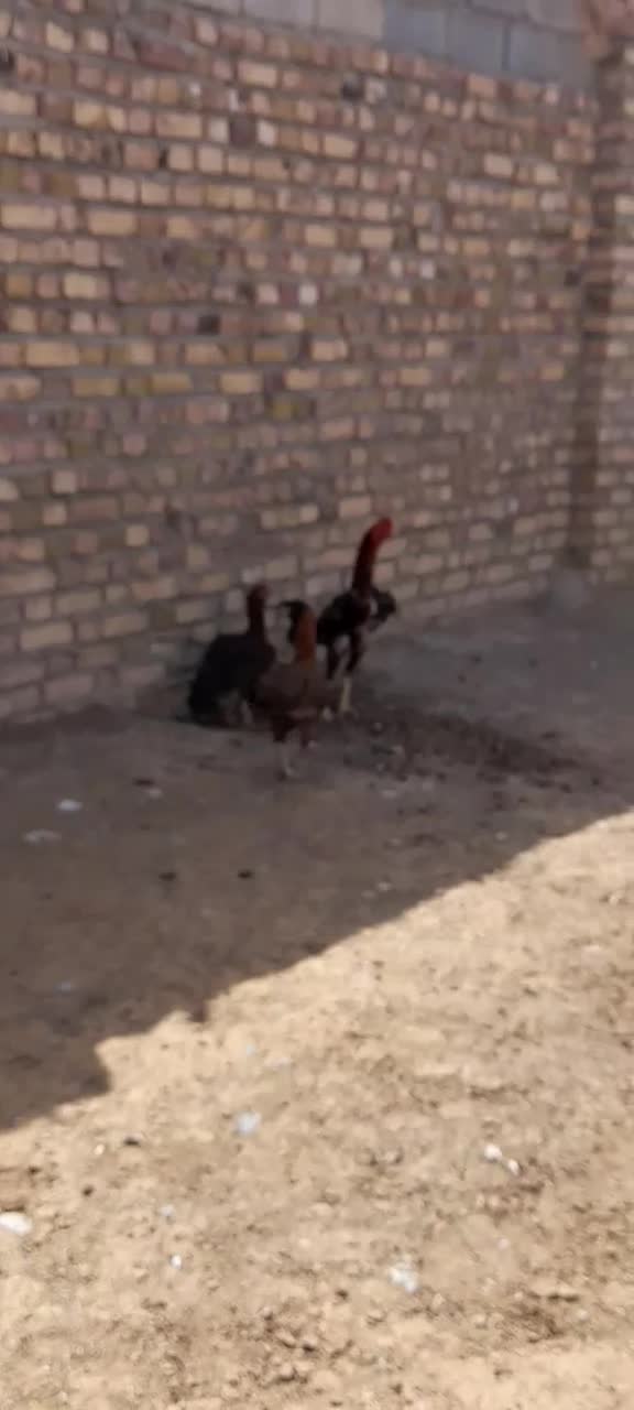خروس لاری.  بشرط نسل.|حیوانات مزرعه|تربت جام, کشتارگاه|دیوار