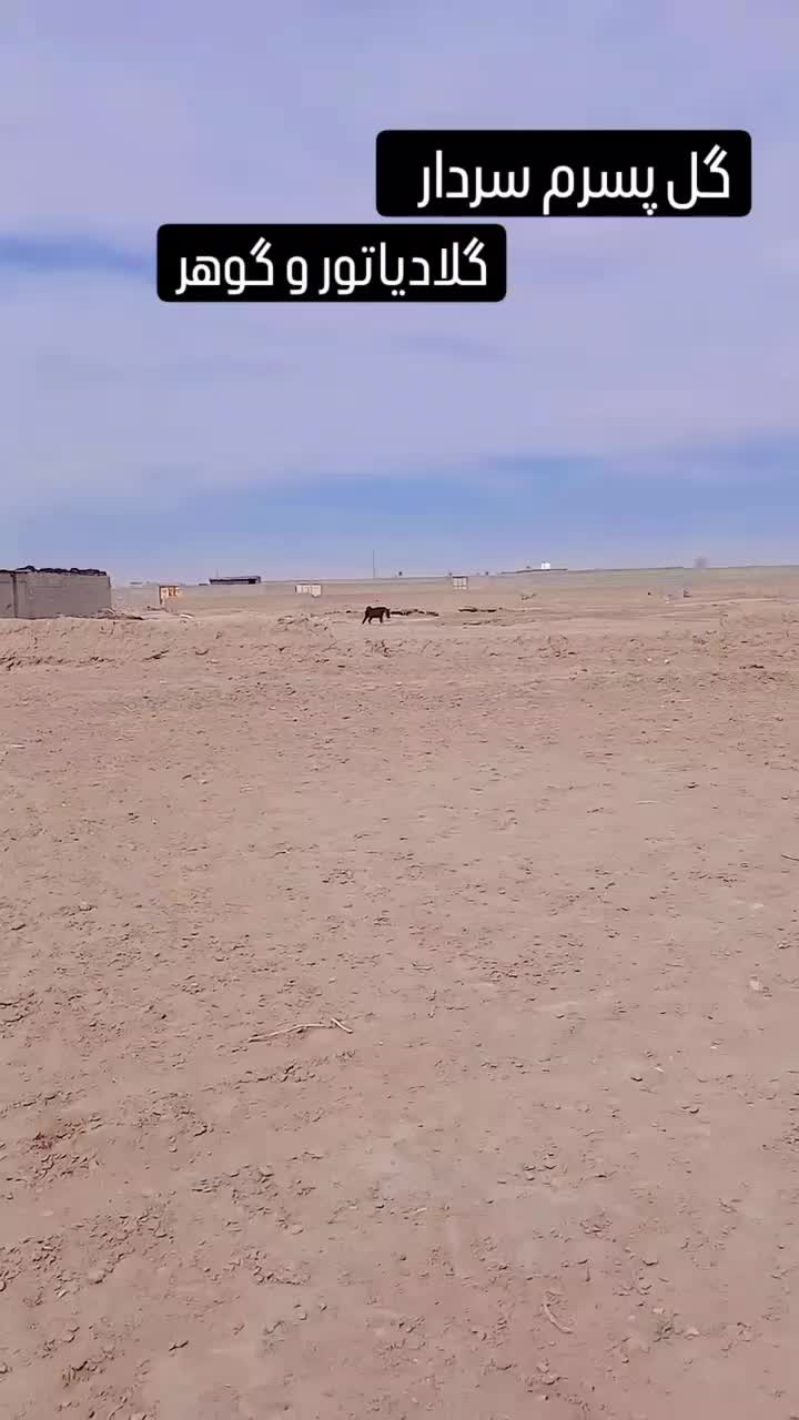 اسب|اسب و تجهیزات اسبسواری|رفسنجان, |دیوار