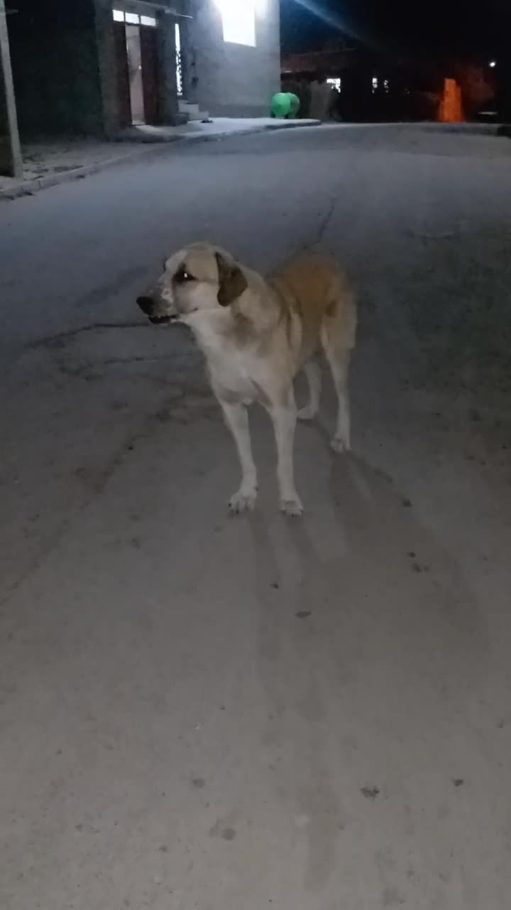 سگ گلهای|سگ|کرفتو, |دیوار